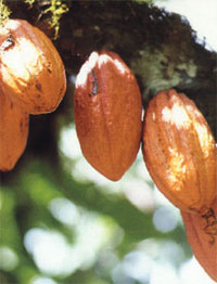 Piantagioni di cacao